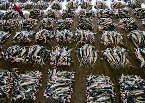 Shark processing factory, Kesennuma, Japan. © Shawn Heinrichs