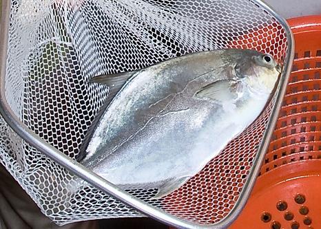 Pompano from Anova Food has been certified by AquaGAP. Credit: Stephen Ausmus