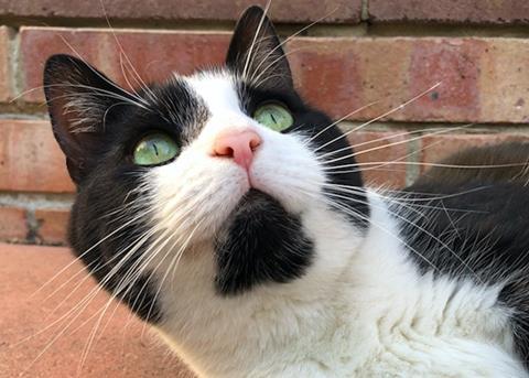 The study focuses on nutritional pet snack