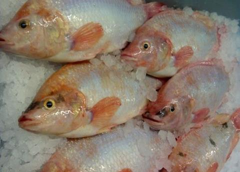 R.H. Ward’s tilapia farm is now BAP certified