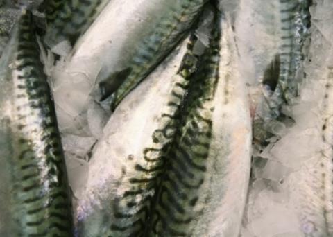 The Faroese mackerel fishery will not be MSC certified