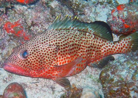 Female spawning Red Hind Grouper. Photo: University of Puerto Rico/NOAA