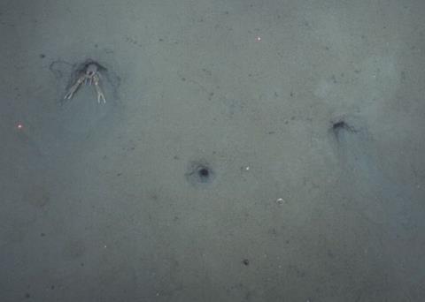 The Smart Lobster project is monitoring the burrowing habits of the Dublin Bay Prawn Photo: The Marine Institute