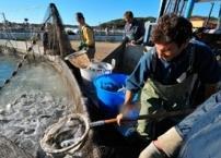 Fisheries and aquaculture support the livelihoods of an estimated 540 million people