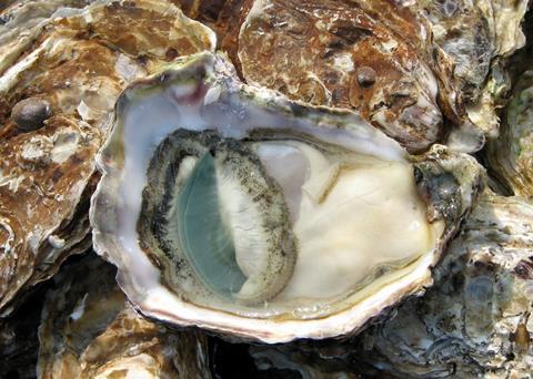Jervis Bay’s long history of aquaculture which began in the 1930’s with oysters Photo: Wiki/Chris 73