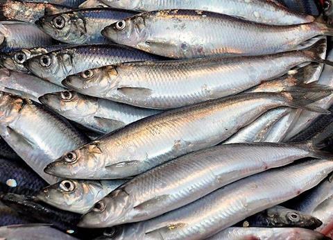 North Sea herring