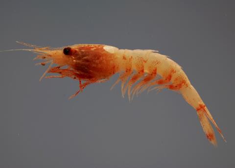 Royal red shrimp fishing waters have been reopened in the Gulf of Mexico