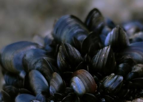 Blue mussels
