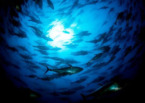 The Pacific Bluefin tuna stock is on the brink of collapse Photo: Marco Carè/Marine Photobank