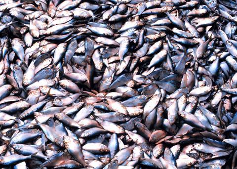 The menhaden fishery is apparently having less of an impact on stocks today than at any point in its modern history