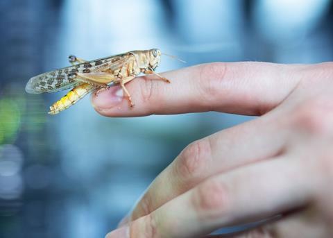 Grasshoppers and crickets: protein for salmon