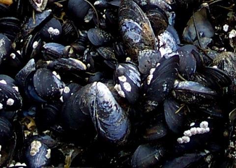 Mussel sales are set to increase of the Valentine’s period