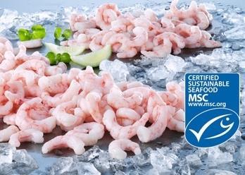 Greenland cold water prawns have been MSC certified. Credit: Royal Greenland