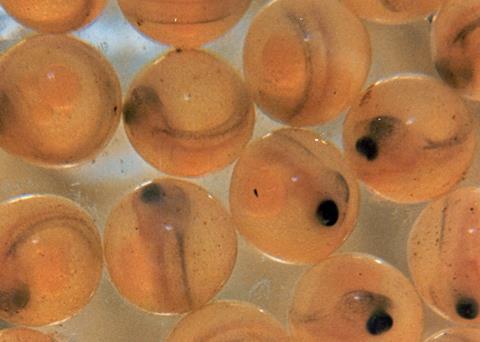 Landcatch’s eggs will be available later this year. Credit: United States Fish and Wildlife Service