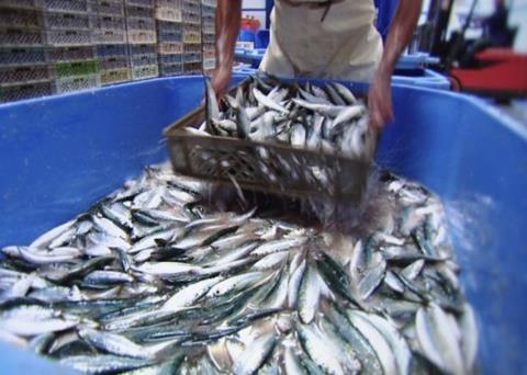 Sardine catches have started to rise again in Portugal after a temporary ban in 2015/16