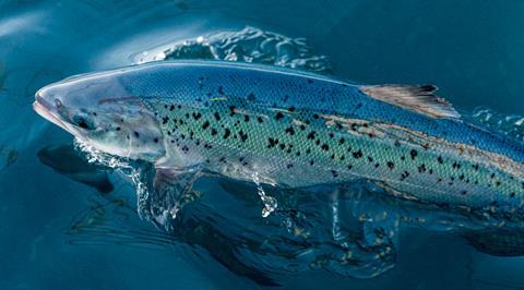Andfjord salmon