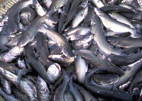 Aquaculture needs better management to ensure sustainable and responsible growth. Credit: Stephen Ausmus