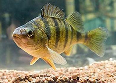 ARS scientists have developed the first fast, easy, reliable way to tell young yellow perch females from males