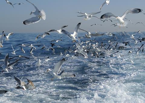The European Seabird Task Force is being launched to tackle the problem of accidental seabird bycatch. Credit: Sarah Lelong/Marine Photobank