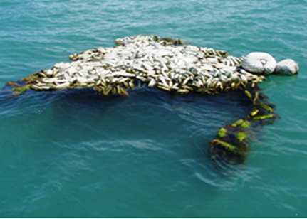 Ghost net floating off Cape Van Diemen