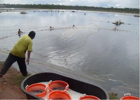 Belize shrimp farmers are preparing for ASC certification