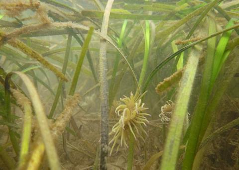 Seagrass (Zostera marina) at Porth Dinllaen in North Wales with a snakelocks anemone attached