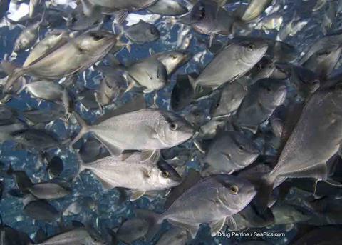 Carnivorous fish can be fed a diet containing no fish meal or fish oil Photo: Doug Perrine/SeaPics.com