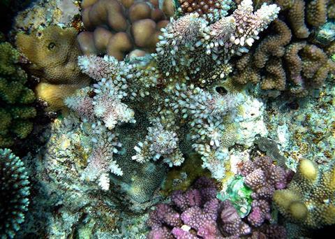 Coral reef, Papua New Guinea. Credit: Mila Zinkova