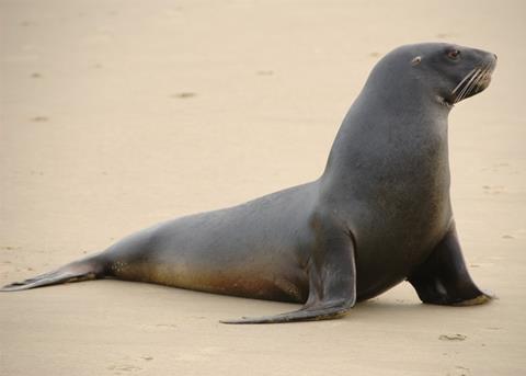 New Zealand sea lion