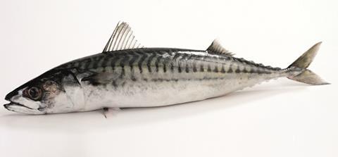 The Superfishoil campaign is aiming to help consumers to choose nutritious seafood as a healthier option for meals and snacks. Credit: Seafish