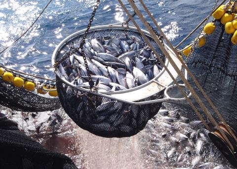 Spanish tuna fleet in full MSC assessment