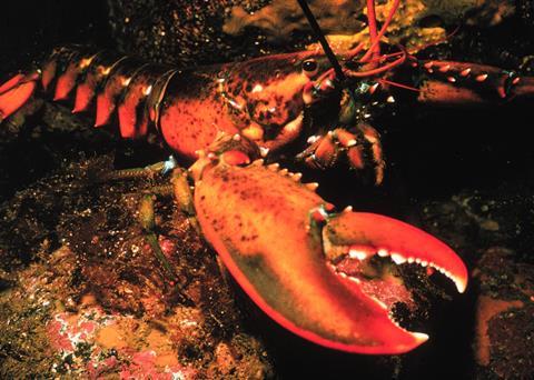 Maine lobster. Credit: NOAA/OAR/National Undersea Research Program (NURP)