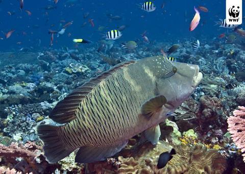 Humphead wrasse. Credit: © Robert Delfs / WWF-Canon