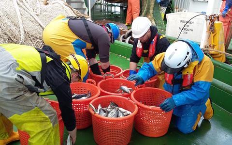 Sorting the catch during the herring survey