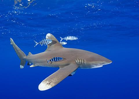 The oceanic whitetip shark will now be added to CITES Appendix II. © naturepl.com/Doug Perrine / WWF