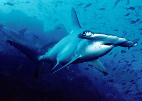 A scalloped hammerhead shark, one of the species recognizable by FAO's new software.