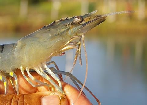 The new research could significantly reduce problems caused by the disease in white shrimp. Photo: Nofima