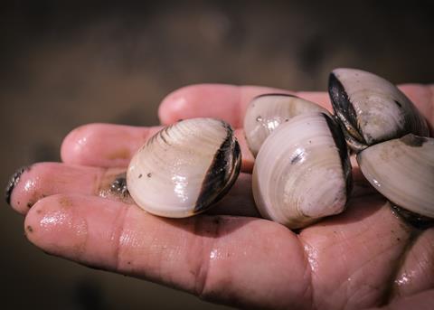 Vietnam's Ben Tre clam fishery has been re-certified