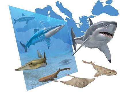 The study has found that shark populations in the Mediterranean and Black Sea risk extinction if current fishing pressure continues. Credit: FAO