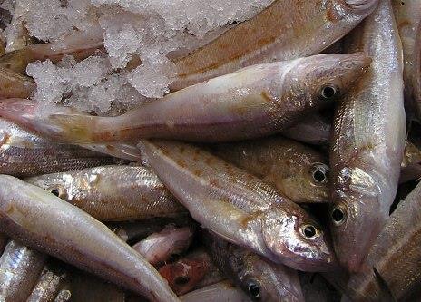 Consumers can be confident that many species fished in the SESSF - such as whiting - are from a sustainable, well managed fishery. Credit: AFMA