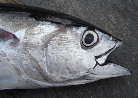 Eastern Pacific Ocean (EPO) bigeye tuna is still overfished Credit: Allen Shimada, NOAA NMFS OST