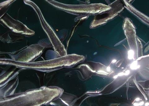 Cobia fingerlings. Credit: NOAA