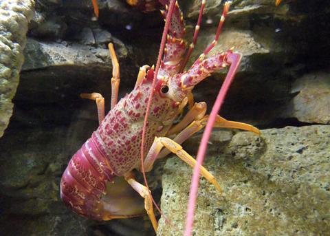 The Gisborne and Wellington/Hawkes Bay rock lobster fisheries catch limits will be increased from 1 April. Credit: Stemonitis/CC BY-SA 3.0