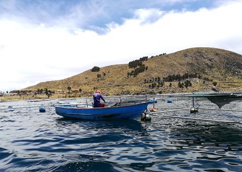 Feed Optimisation Through Digitalisation