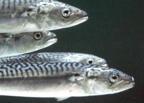"Scottish and European fishermen are determined that no Faroese mackerel will be landed into our ports," said Gatt