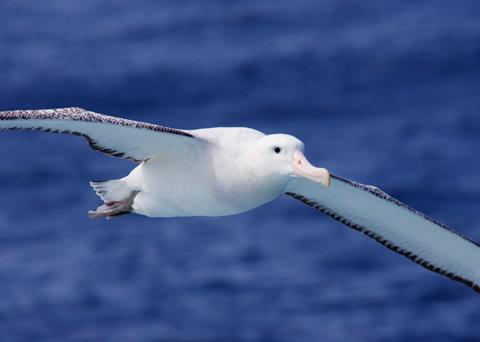 RSPB is renewing calls to protect seabird populations in EU waters