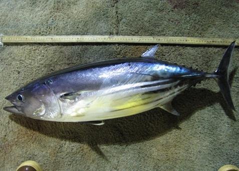 The aim is to fully implement the technology in the PNA skipjack tuna fishery. Credit: NOAA