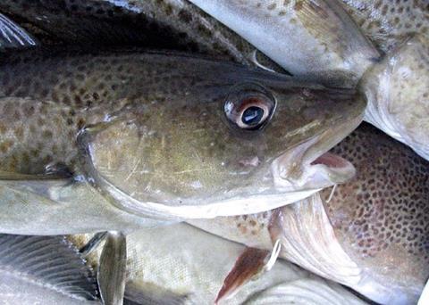 Europêche has hit back at Commission's proposed cuts to Baltic Cod