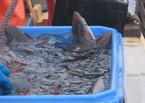 Spiny Dogfish. Credit: NOAA