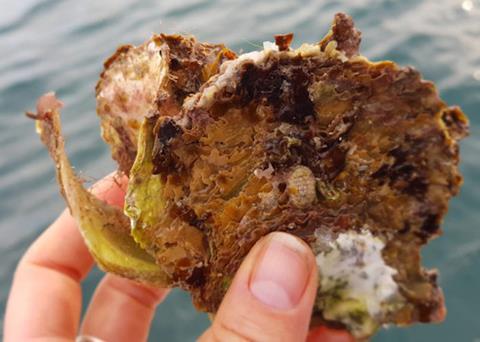 The Windara Reef project has reached an important milestone Photo: The Nature Conservancy